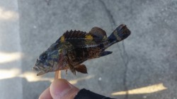 デイメバリング♪