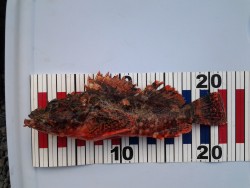 ガシリング&オコジング？