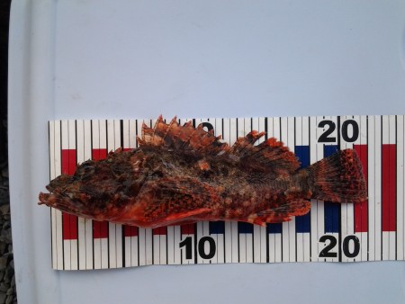 ガシリング&オコジング？