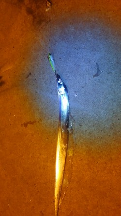 メバル釣りの予定が太刀魚