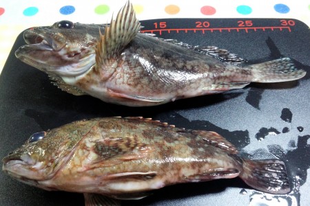 特大カサゴゲット！（＾＾）/