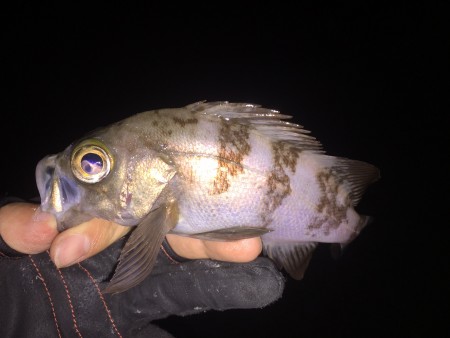 メバルシーズンイン！