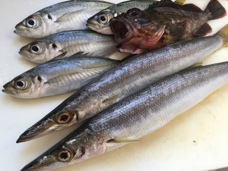 アジ・カマス・ガシラ