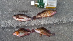 エギングの予定が