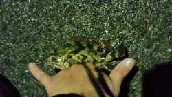 ガッシーｷﾀ━━━━（ﾟ∀ﾟ）━━━━!!!!