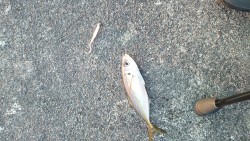 大晦日アジング