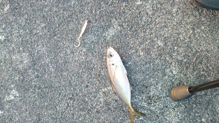 大晦日アジング