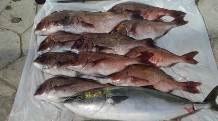 海上釣り堀辨屋／かなすび釣果