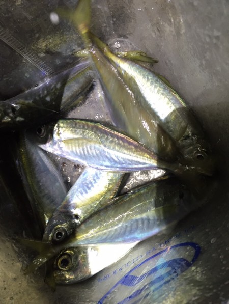 アジング新規開拓