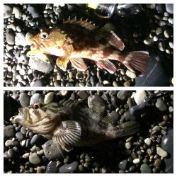 朝マズメショアジギのはずが…