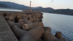 エギングの予定が