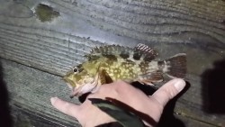 ガッシーｷﾀ━━━━（ﾟ∀ﾟ）━━━━!!!!