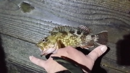 ガッシーｷﾀ━━━━（ﾟ∀ﾟ）━━━━!!!!