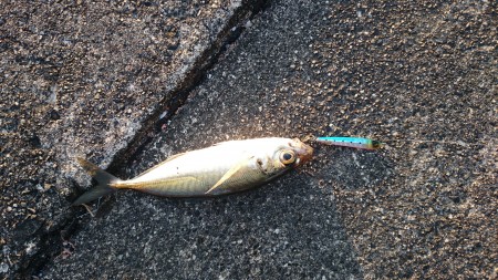 大晦日アジング