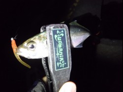 アジング新規開拓