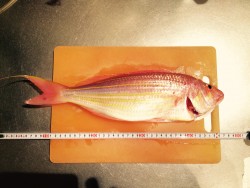 ショアからイトヨリ４０ｃｍ