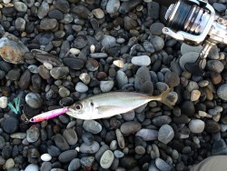 朝マズメショアジギのはずが…