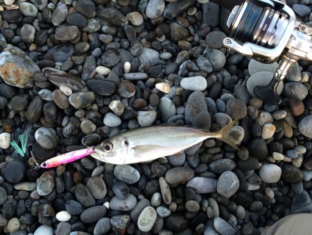 朝マズメショアジギのはずが…