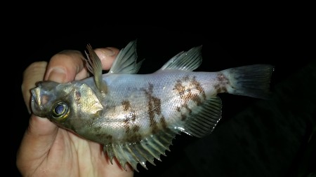 いやされました。