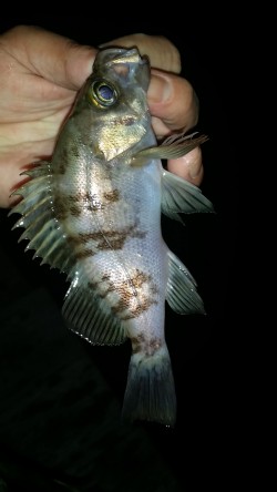 いやされました。