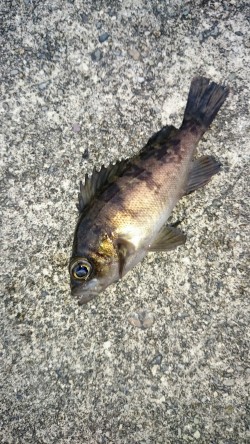 夕まづめメバリングPart2