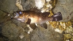 夕まづめメバリング