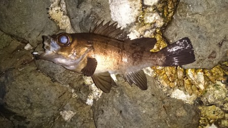 夕まづめメバリング