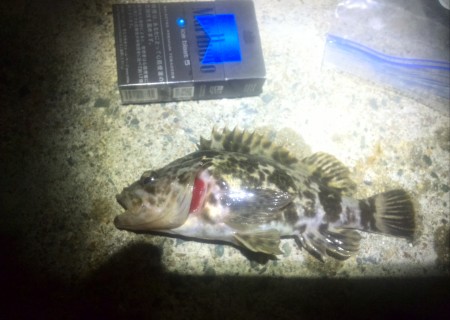 三河湾はタケノコ山？