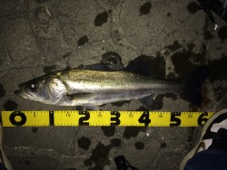 連日のバチ抜け確認