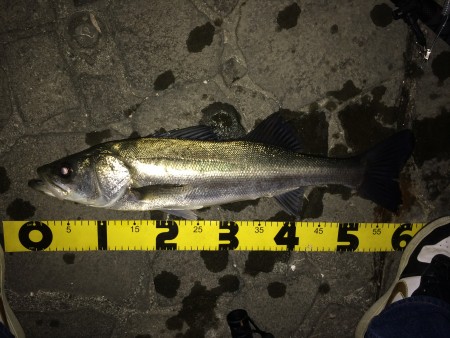 連日のバチ抜け確認