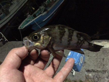 メバルはまだ早い？