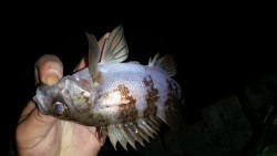 いやされました。