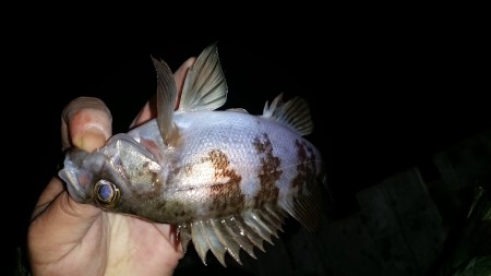 いやされました。