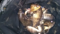 夕まづめメバリング