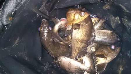 夕まづめメバリング