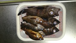 夕まづめメバリングPart2