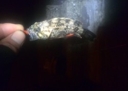 三河湾はタケノコ山？