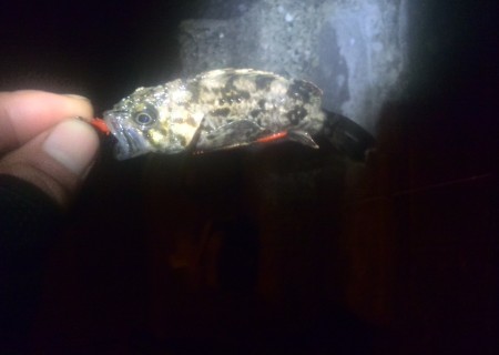 三河湾はタケノコ山？