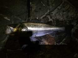 連日のバチ抜け確認