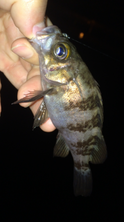 メバルはまだ早い？