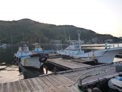 海上釣堀にて　青物好釣♪