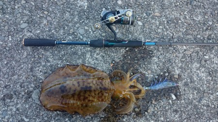 春イカ、開幕し始めてます！