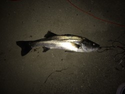 漁港のボイル。