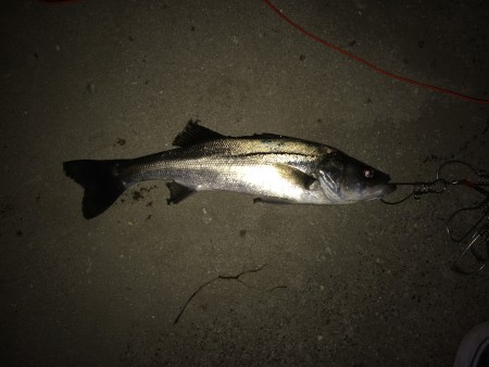 漁港のボイル。