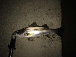 漁港のシーバス