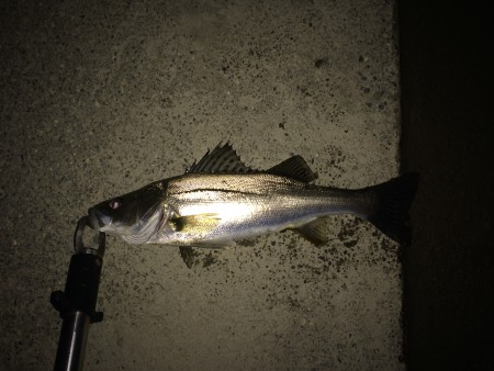 漁港のシーバス