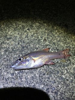 イカはドコに？