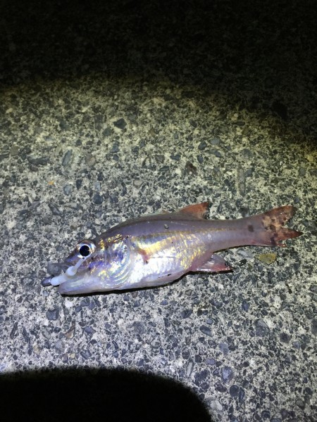 イカはドコに？