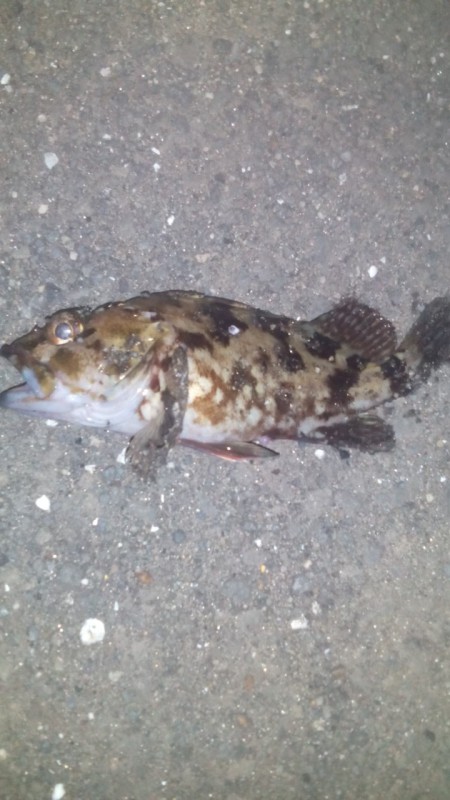 三重県での初釣り