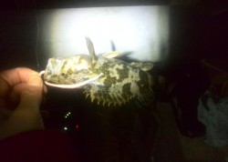 うーんまだまだこれから？